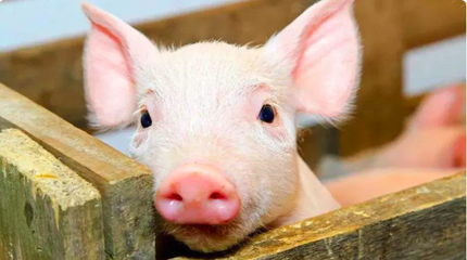 天兆猪业二度冲刺港交所,2019年为中国第一种猪养殖公司