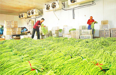 武邑县审坡镇集中连片发展优质蔬菜瓜果种植产业