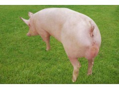 【长白种猪】专供、长白种猪价格、优质长白种猪供应产品潍坊宝玄种猪